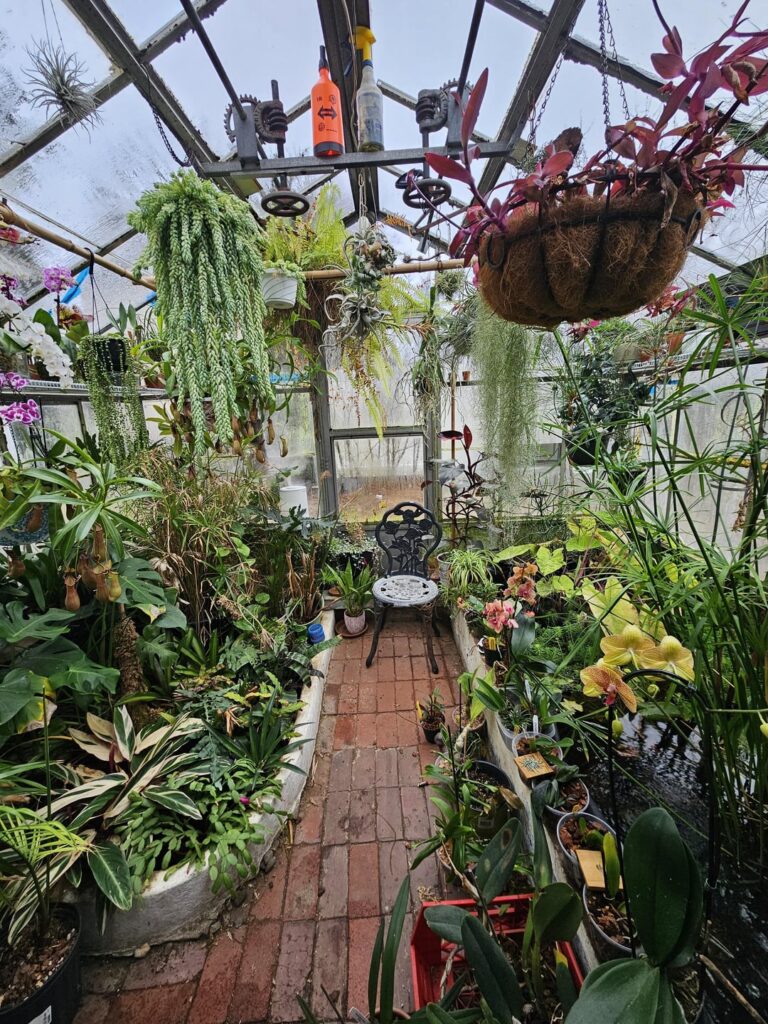 The old greenhouse full of new life.