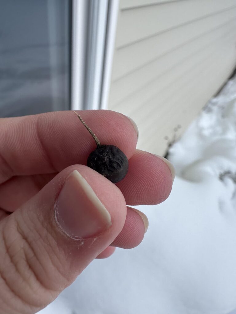 Follow up on berry identification