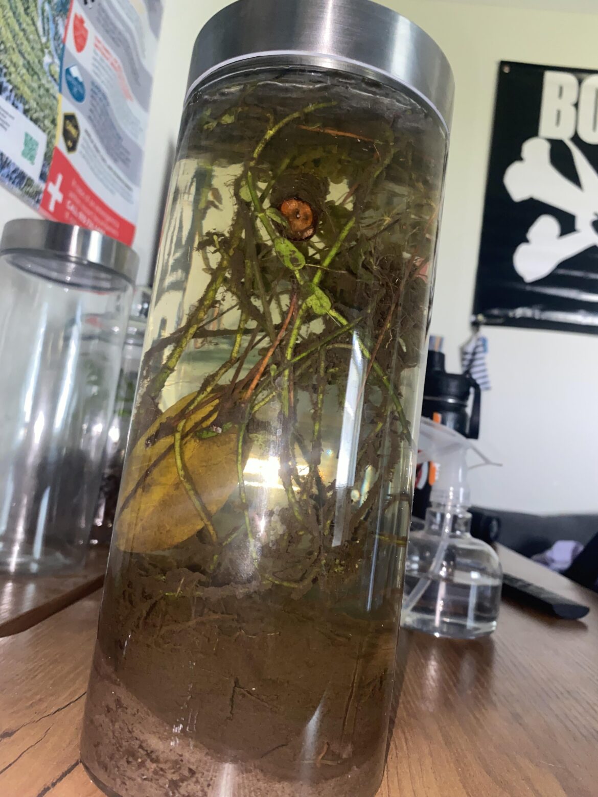 3 week old freshwater pond ecosphere