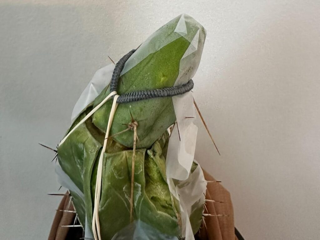 Been a week. Fail or give it more time? Any advice appreciated. Been a week. Fail or give it more time? Any advice appreciated.