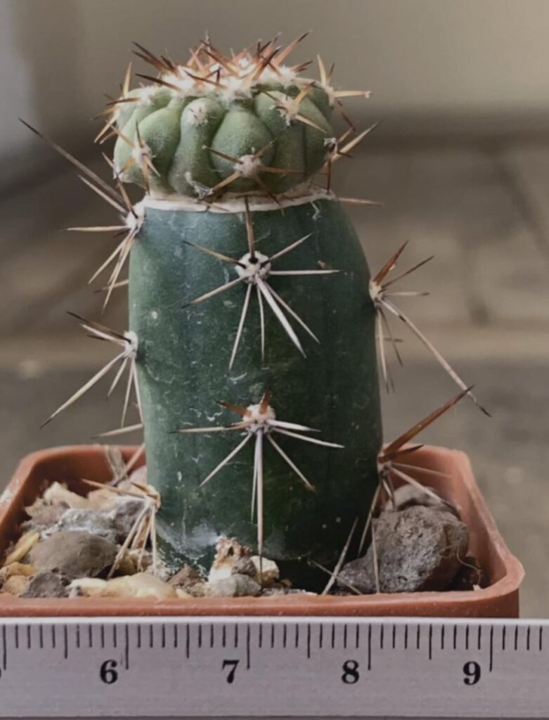 My first time purchasing graft plants. Any advice would be great. Thank you!