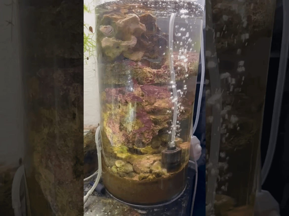 After 10 months something popped up in the Seacosphere. Does anyone know what it is? Includes 250 x magnification close up at the end.