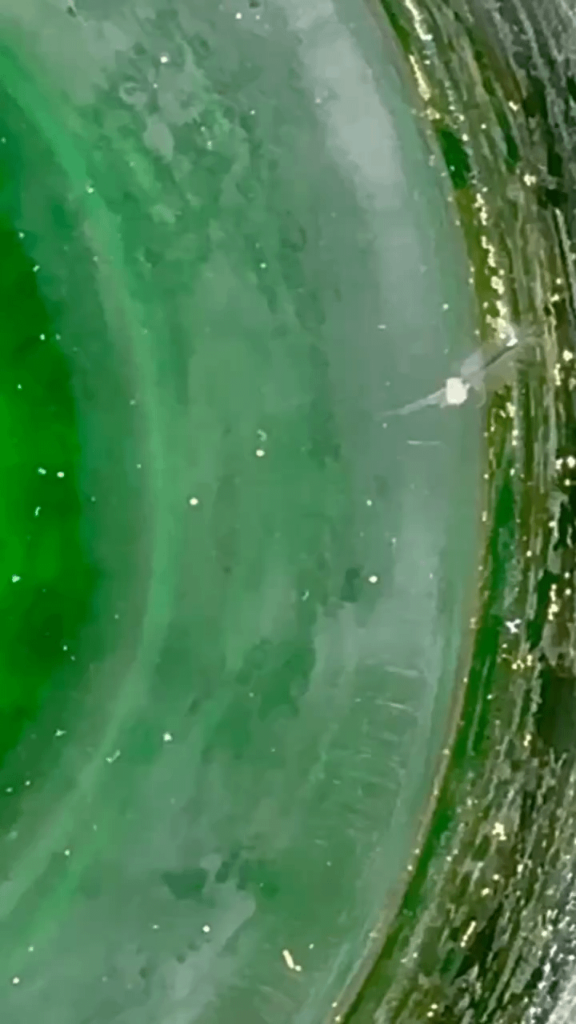 Brine shrimp carrying eggs and moving the already laid eggs around. That's why I don't need an airstone to move them!