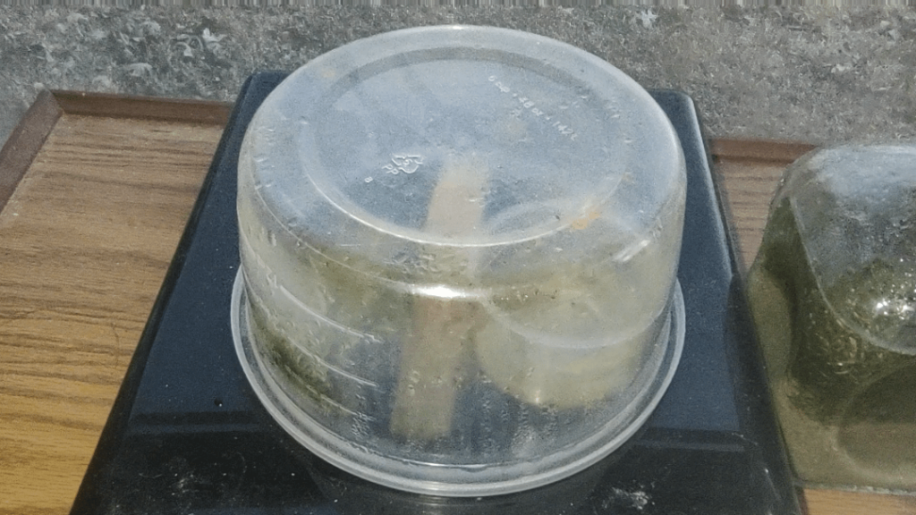 My nine month old "terrarium".