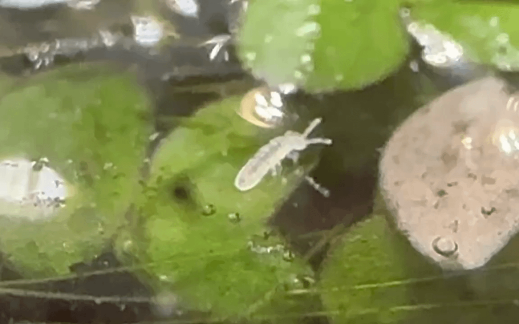 Narcissistic springtail walking on water