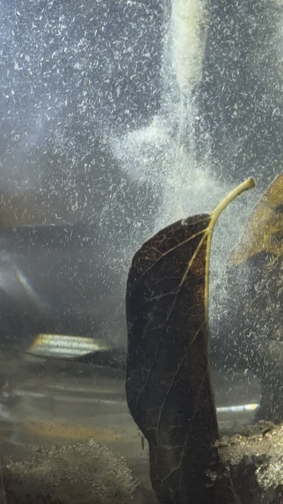 Protozoa and detritus worms snacking on biofilm surrounding a decaying leaf.
