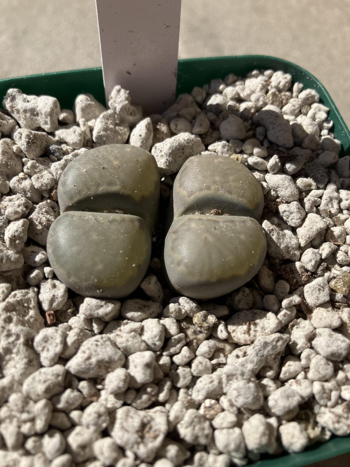 Mesa gardens lithop availability