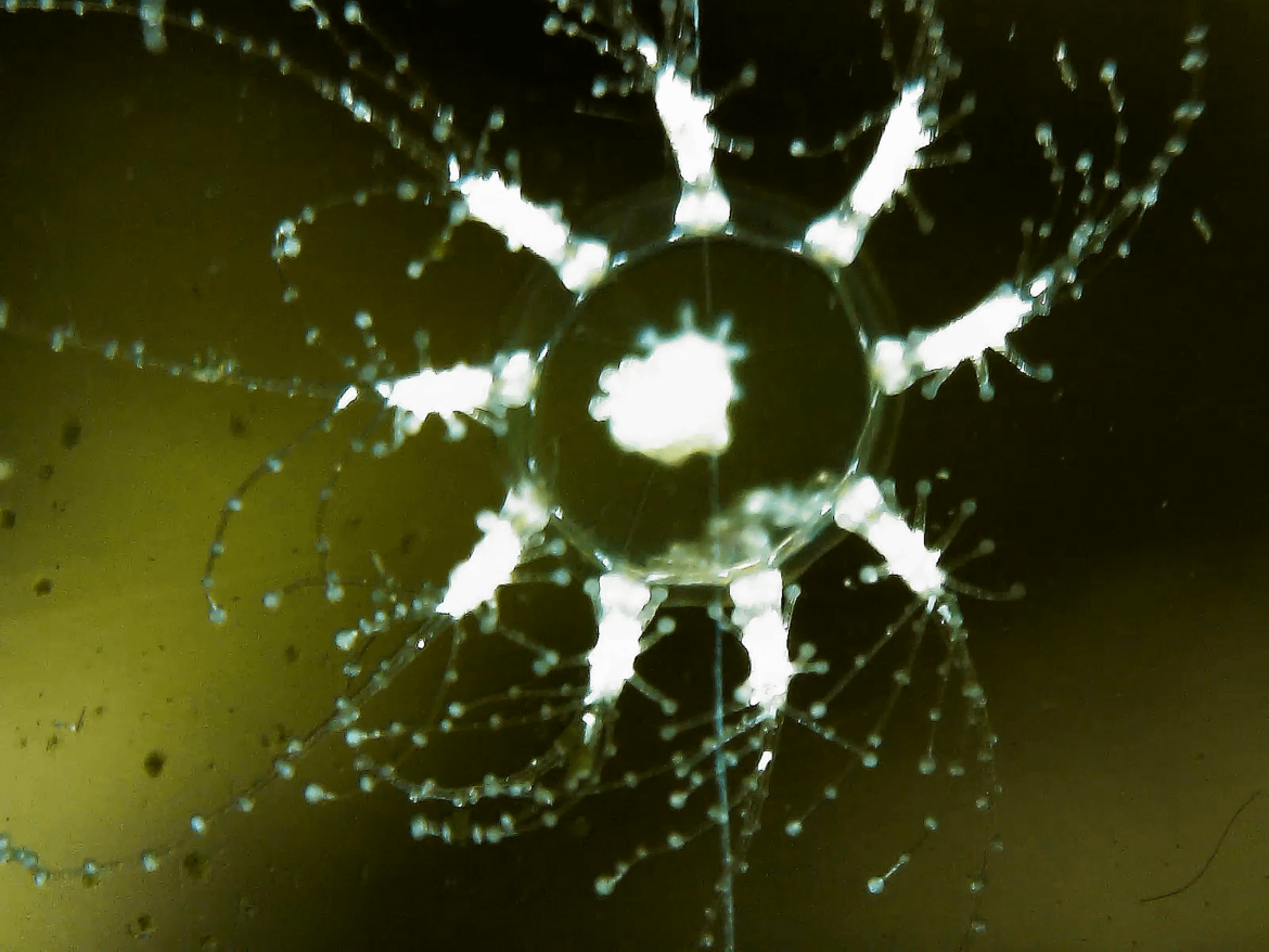 SALTWATER: Microscope footage of a Hydroid medusa jellyfish, an Aiptasia aka glass anemone and a bristle worm. A reef tank's enthusiast's nightmare, I suppose lol. All welcome in my Seacosphere!