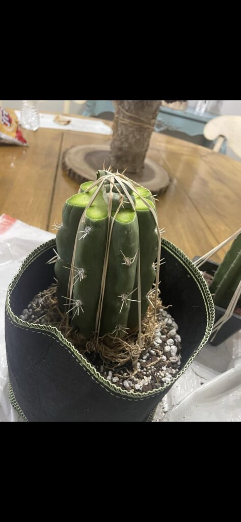 Finally got some Bruce dragon to graft! So stoked for them to grow