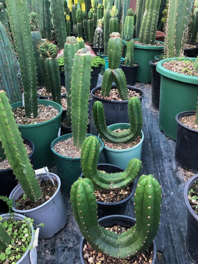 A few cacti grafts