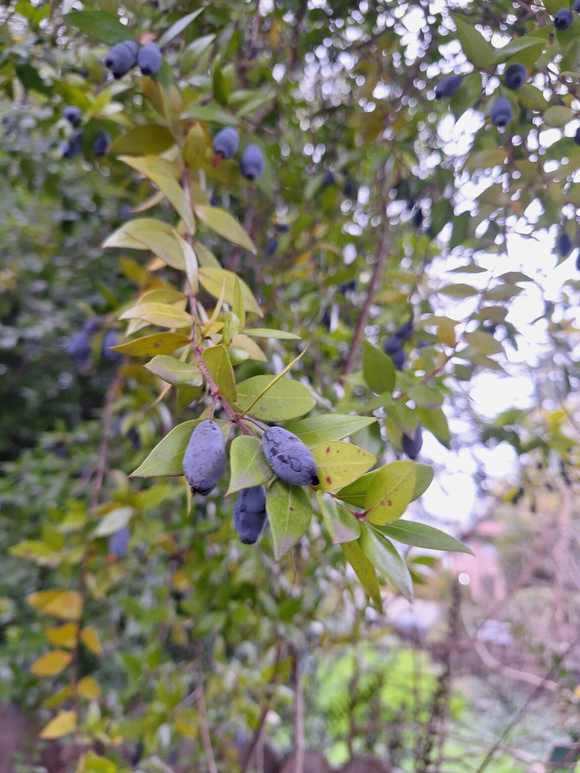 Can anyone identify these berries from northern CA?