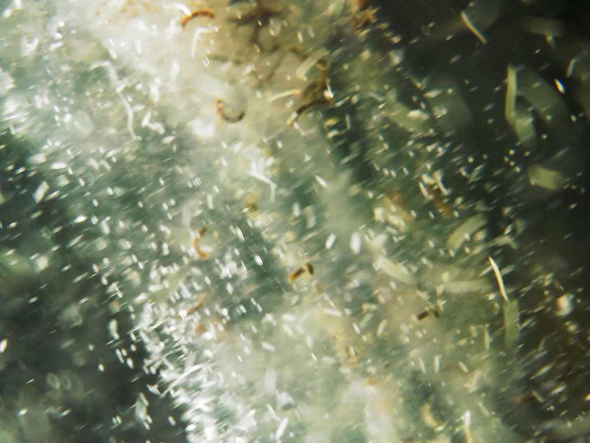 Protozoa, detritus worms and rotifers snacking on biofilm filmed with the USB microscope cam / 250x magnification