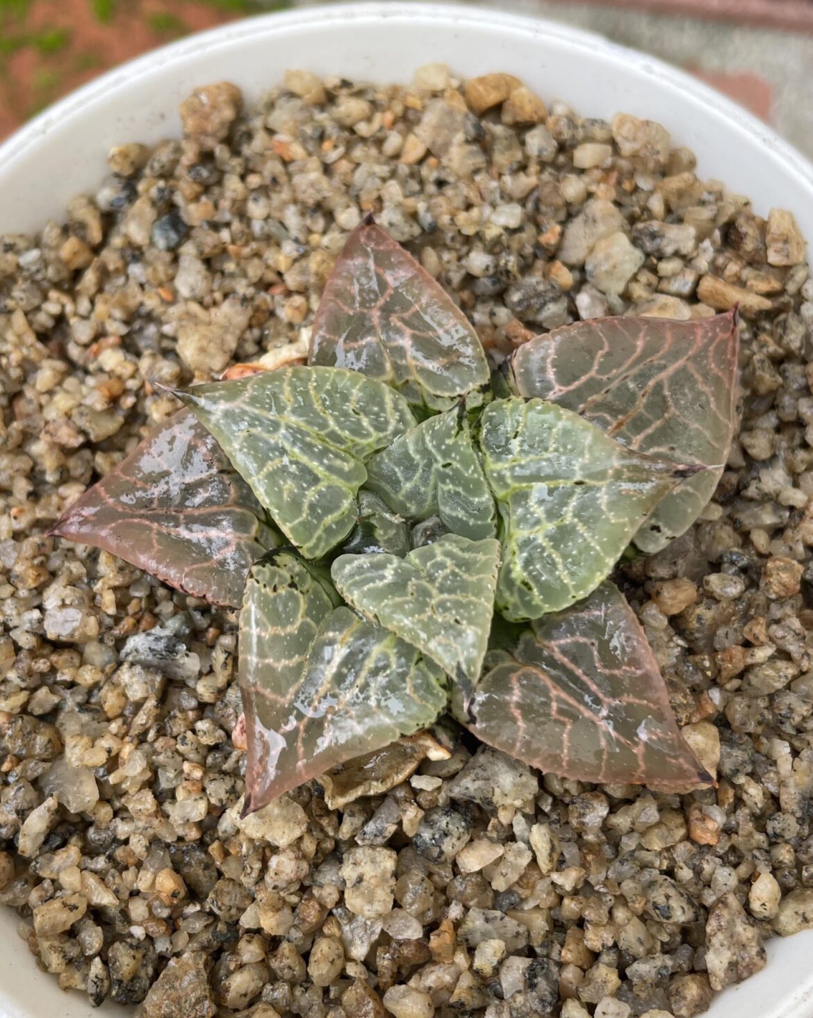 Finally got around to repotting my N Suisho 101 after some jerk rodent decided it would make a good meal ~2.5 years ago.