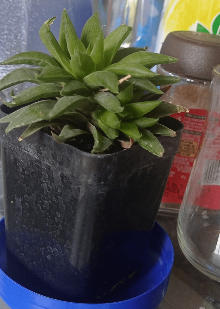 Haworthia heidelbergensis