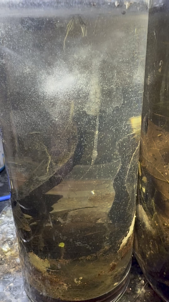Protozoa and detritus worm concentration