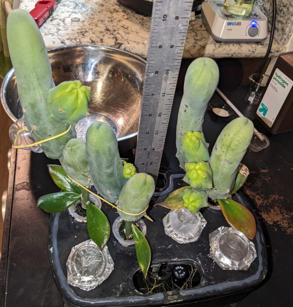 My best TBMs on peres so far ~ deep impaled