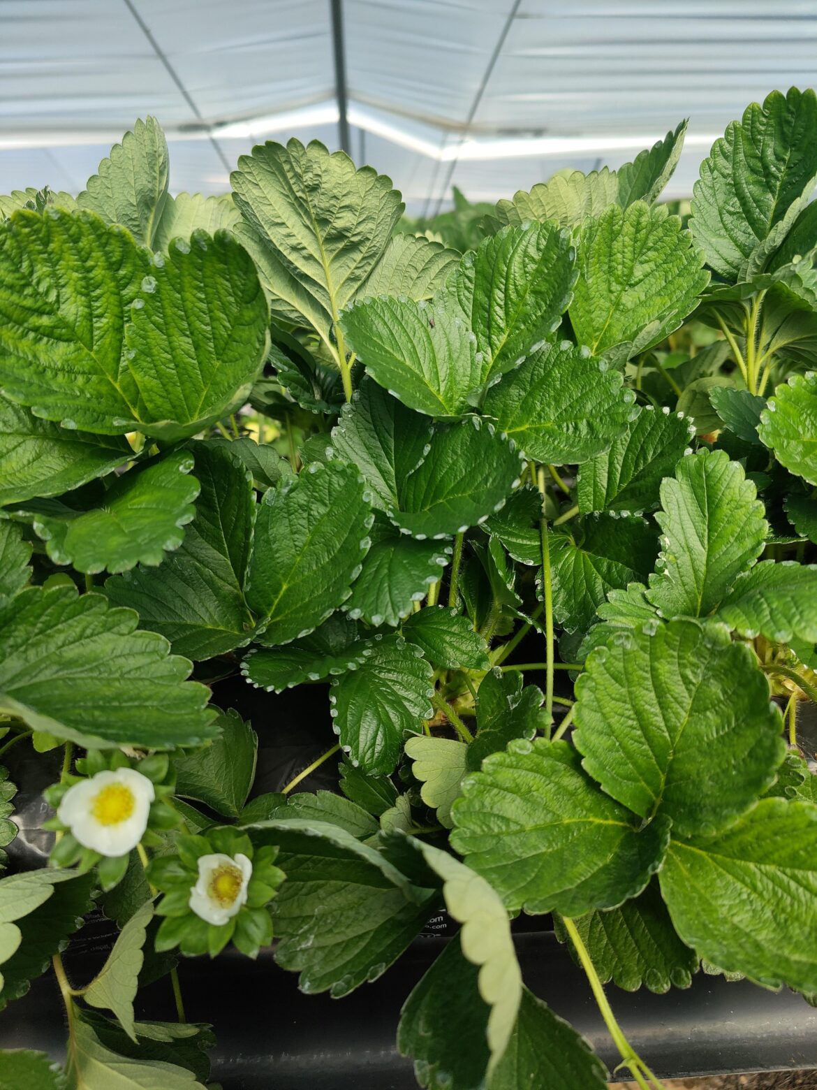 Is something wrong with the strawberry?