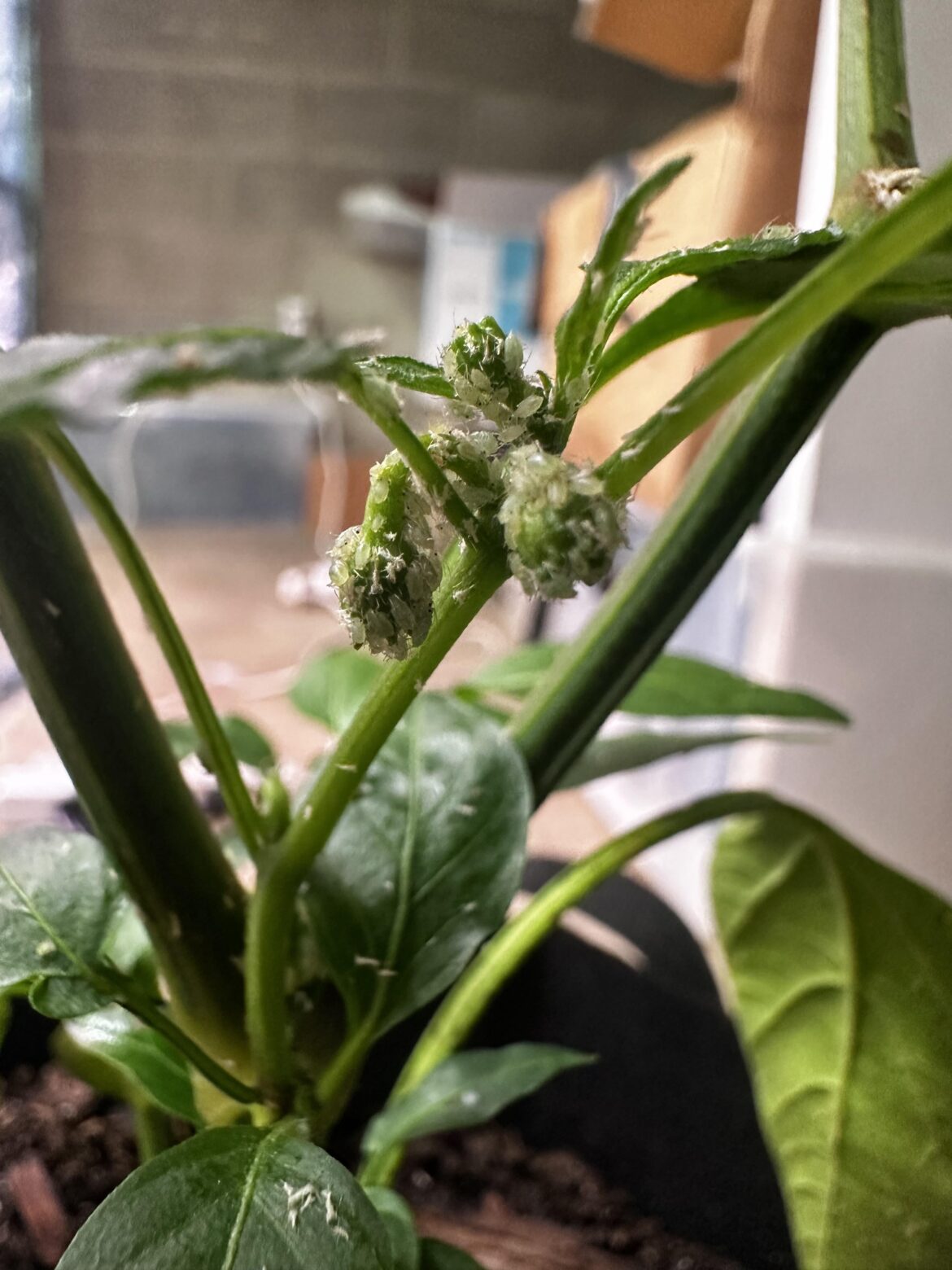 Help with aphids! Can’t seem to get rid of them.