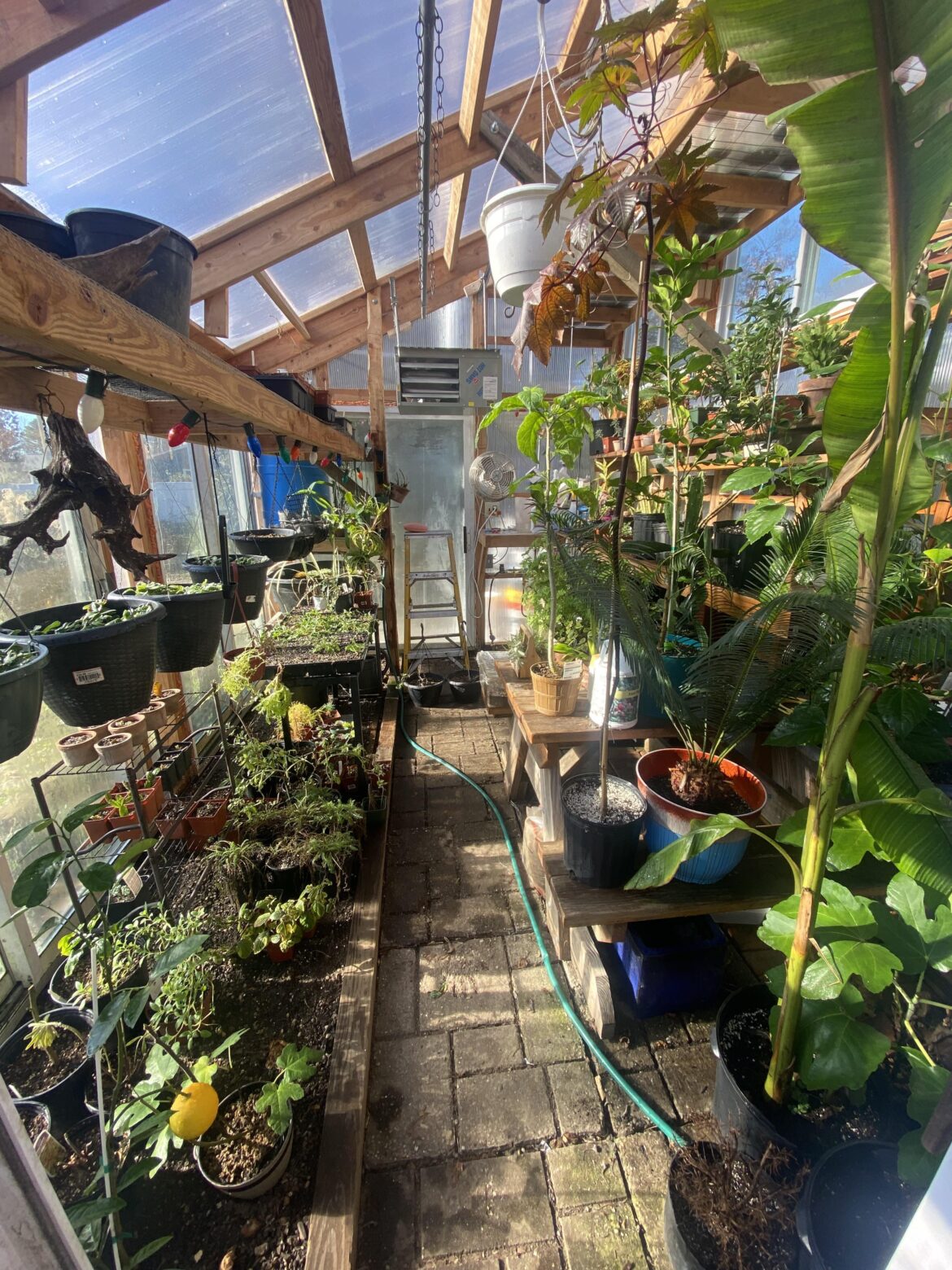 New to Reddit here, hope everyone’s plants staying are staying warm!!!