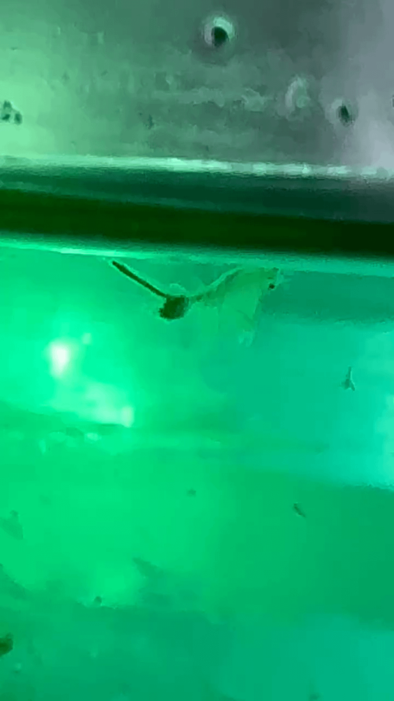 Adult brine shrimp with eggs and tons of babies from previous laid eggs. I did, after all, add an airstone but set to very weak. That made the rest of the eggs hatch.