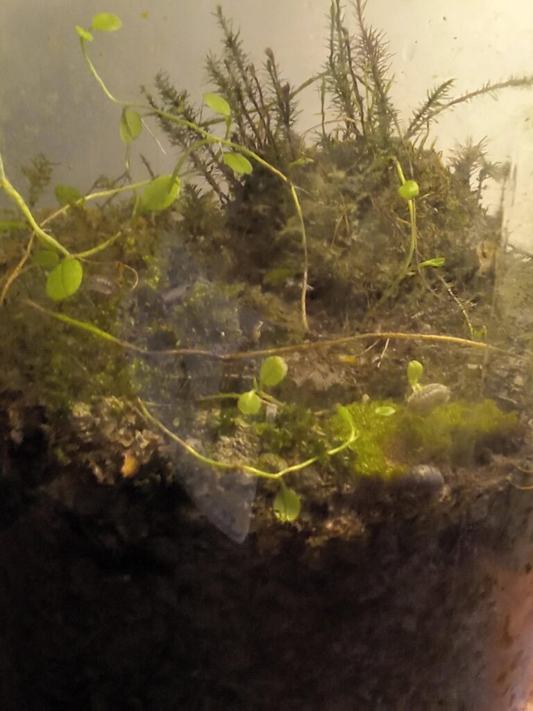 Baby Snail spotted!