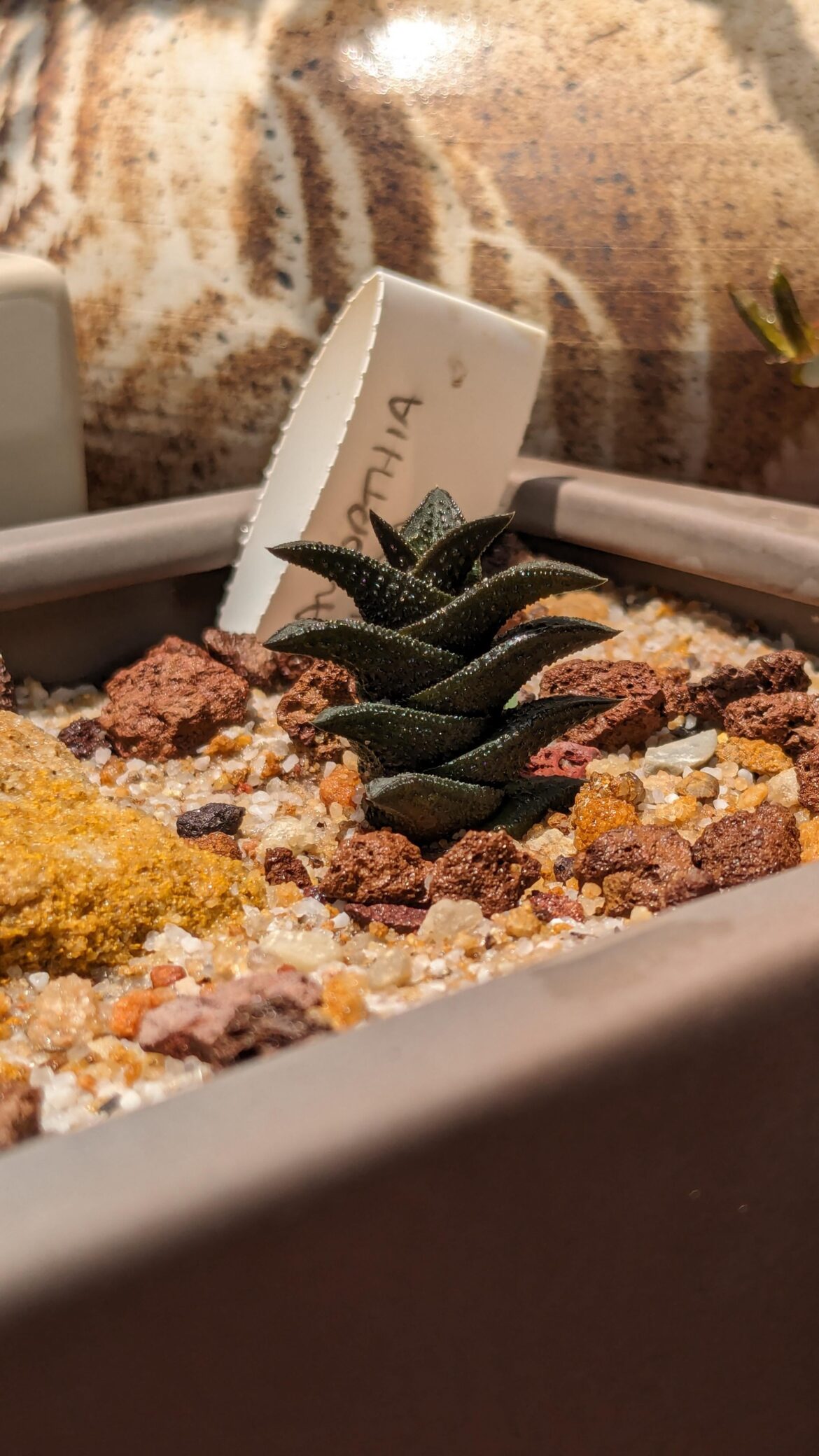 Haworthia nigra..