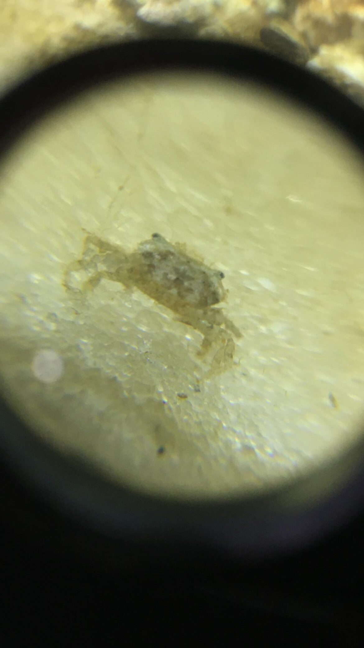 3 week old ocean jar, a crab has appeared