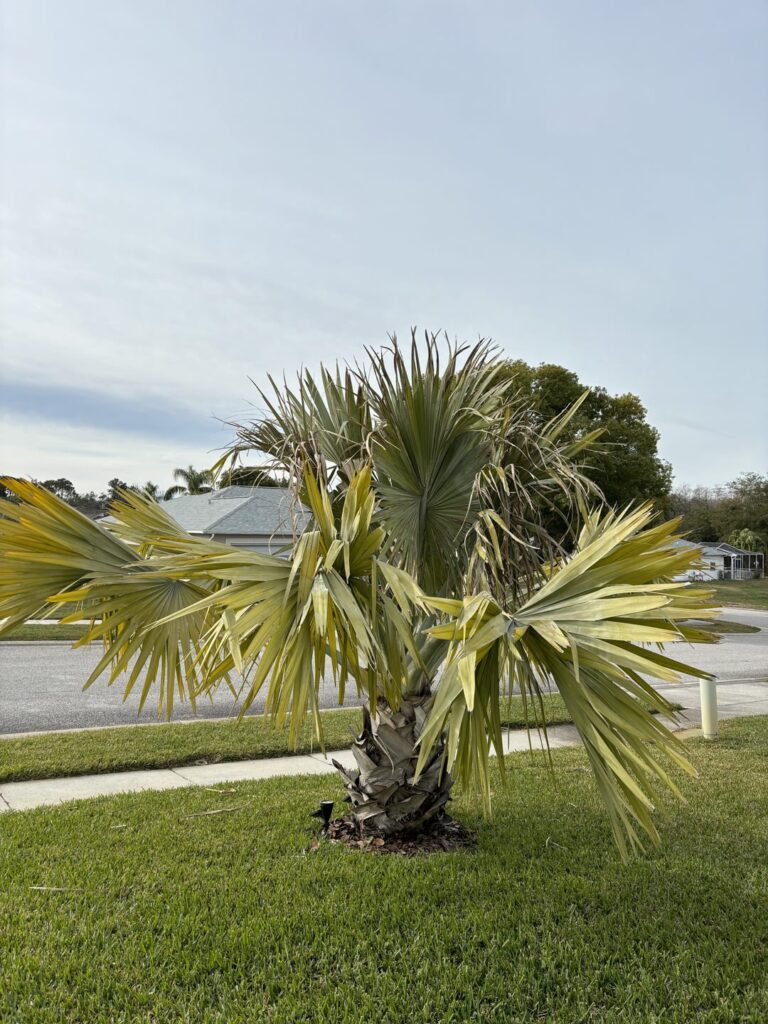 Palm Tree Frowns Dying