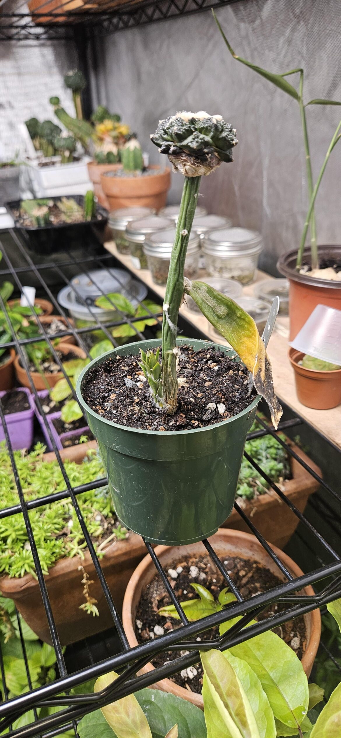 Root stock is wrinkling bad news?