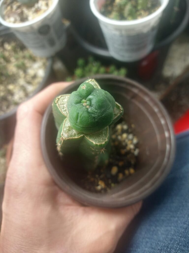 Working on isolating bald growth