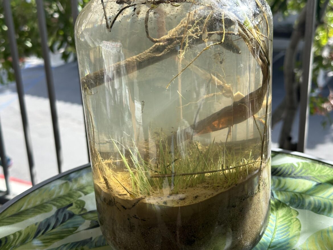 Saltwater Lagoon Experiment