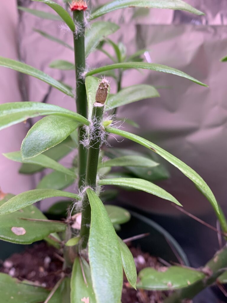 It's been 2.5 weeks. How long until my gymno seedling explodes?