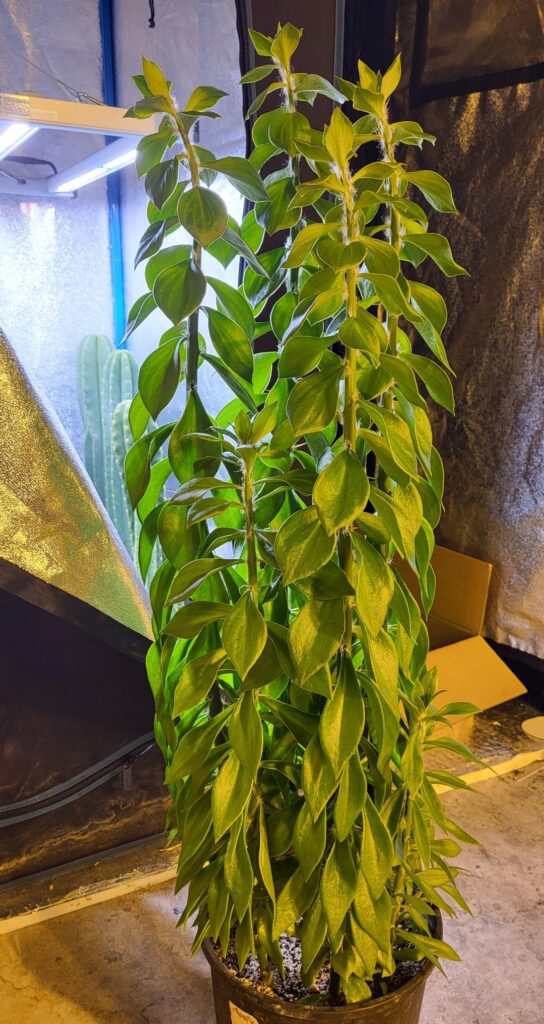 4ft pereskiopsis. What would you do? 4ft pereskiopsis. What would you do?