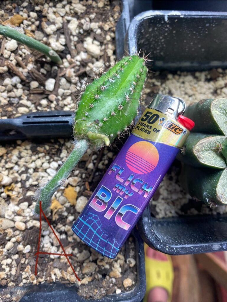 Regraft to something larger or just prop em up?