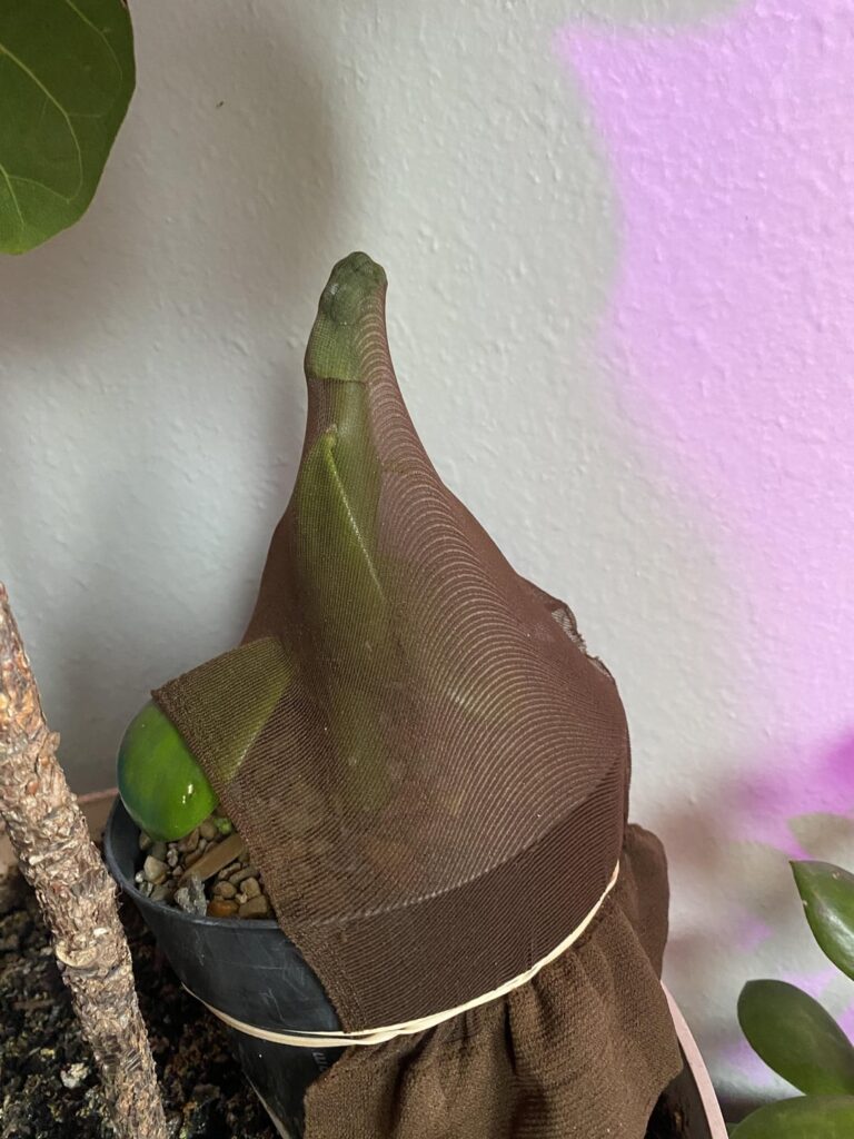 My first real grafts TBM form A on quiabentia and a Philo