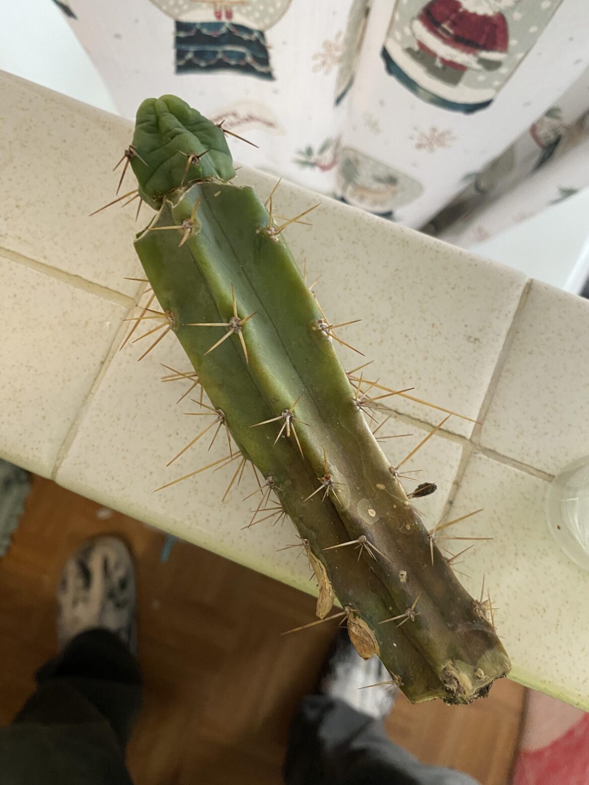 I’m so sad my tbm grafted to a bridge cross is pretty rotten on this bottom half. I’d love to just dust it in sulfur but you think I should just chop it? Was grafted a month ago and been on the porch with the rest of the family and they all were froze solid for a 5 hour window but all lived.