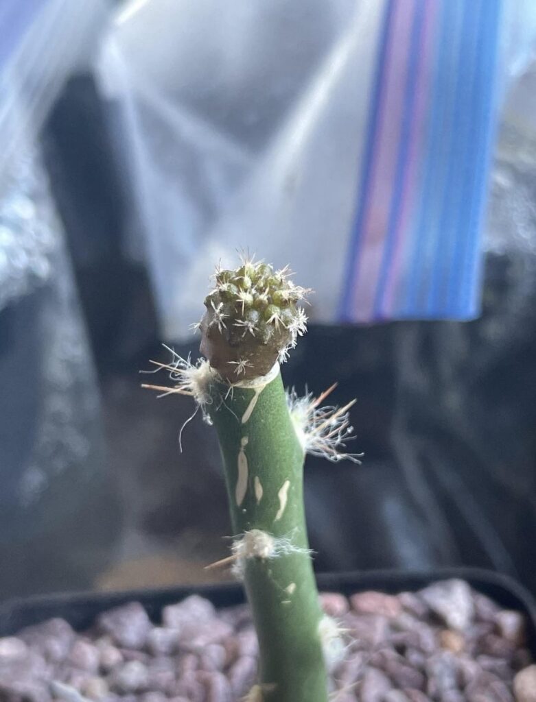 Pereskiopsis accidentally broke(second pic)