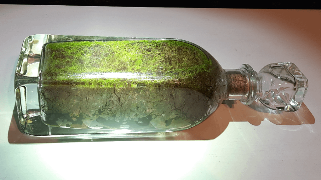 Over 10 year old moss bottle. Over 10 year old moss bottle.