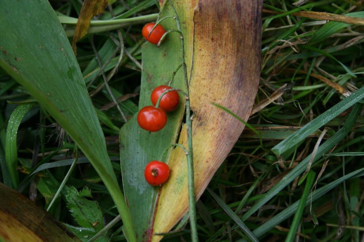 What are these? Had a few 15 minutes ago and they tasted kinda bitter
