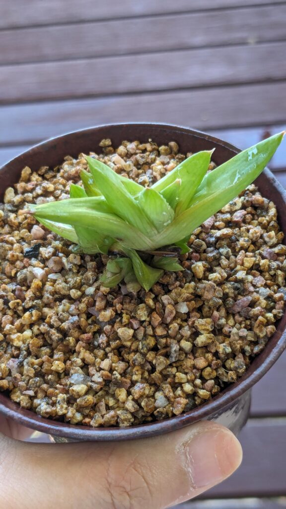 Aloe or Haworthia?