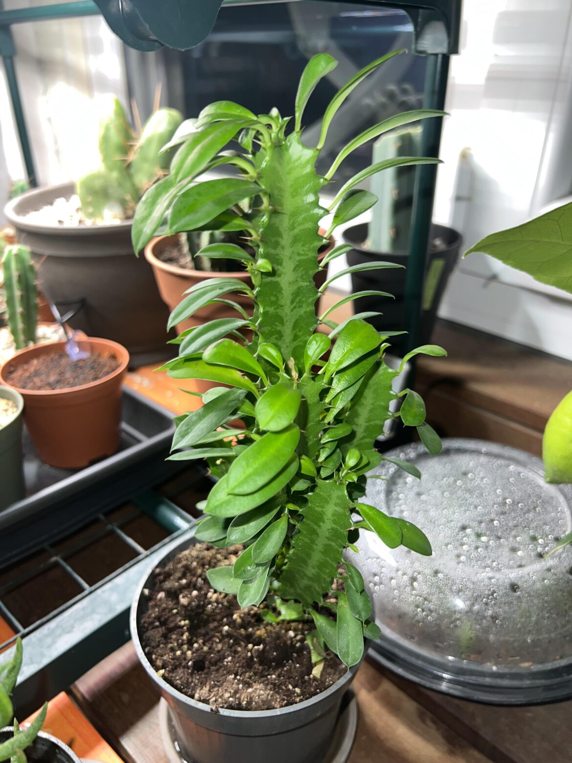 Would this be good rootstock for Trichocereus seedlings?