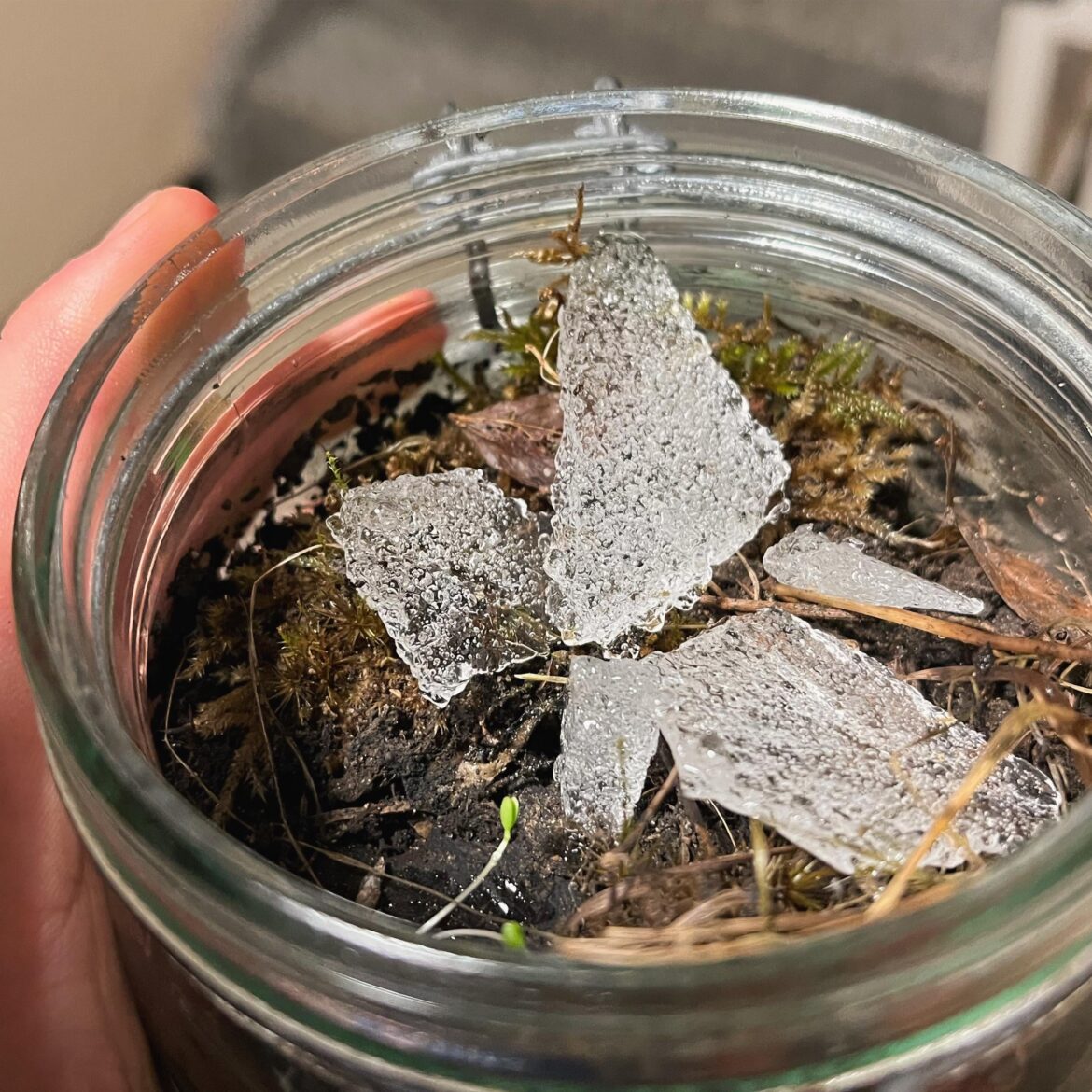 need help to make sure that my terrarium survives need help to make sure that my terrarium survives