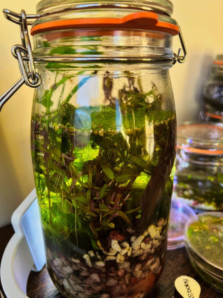 Winter Pondwater Jar - with added aquatic plants