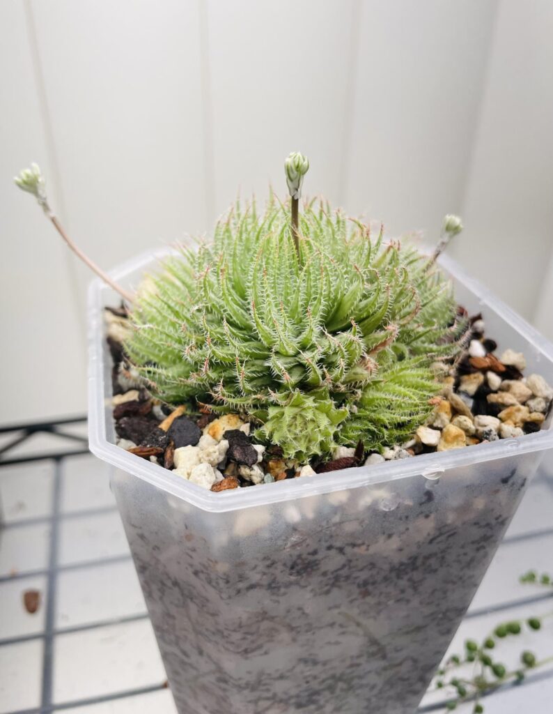 Cooperii gracilis var. tenera