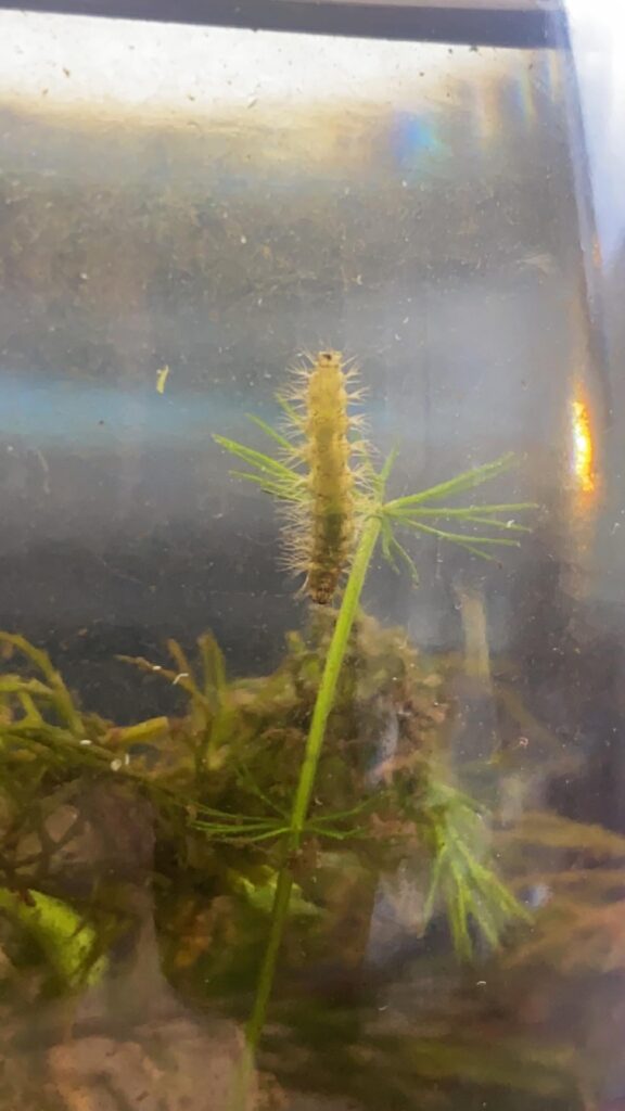 ID on this fuzzy guy?