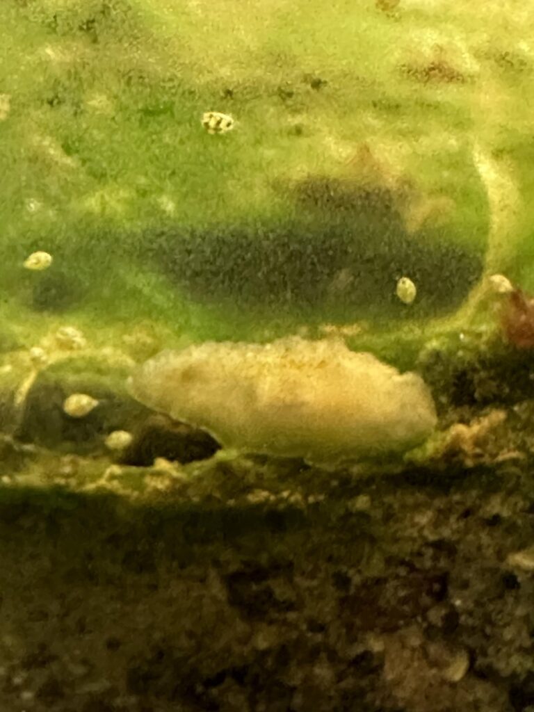 New discovery: mysterious white blob creature. New discovery: mysterious white blob creature.