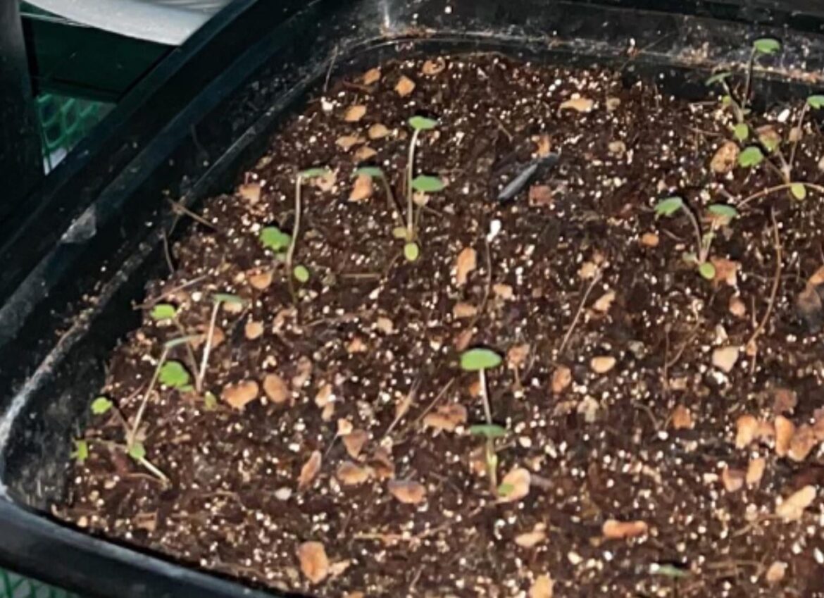 Could anything be done for leggy strawberry seedlings?
