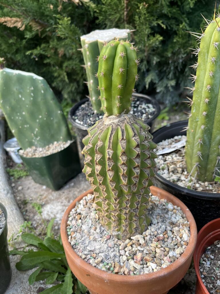 Ugly graft updates