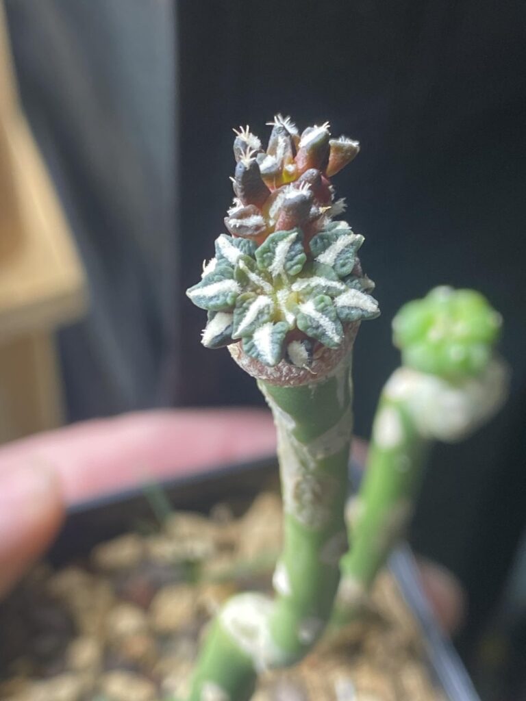 how beautiful is this kotschoubeyanus becoming? how beautiful is this kotschoubeyanus becoming?