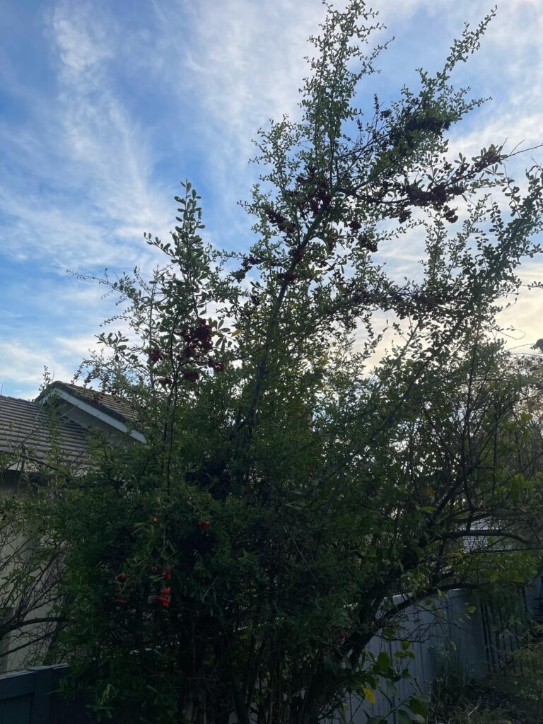 What are these berries? What are these berries?